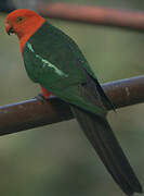 Australian King Parrot