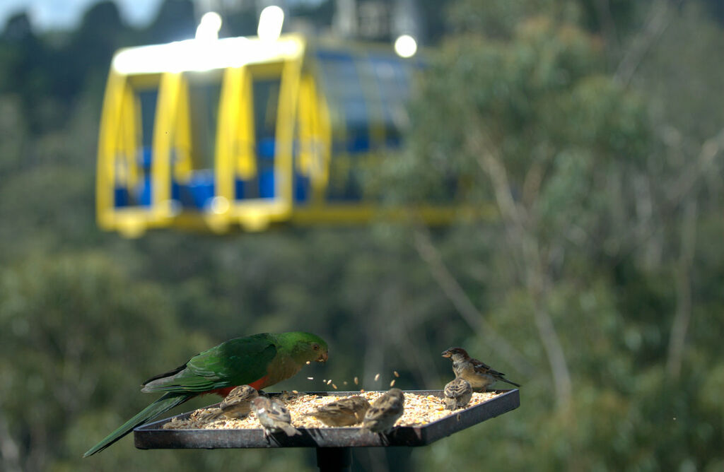 Australian King Parrot