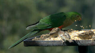 Australian King Parrot