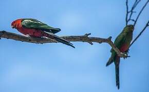 Australian King Parrot