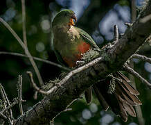 Australian King Parrot