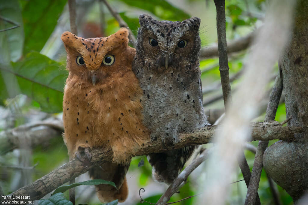 Sokoke Scops Owladult, habitat, pigmentation