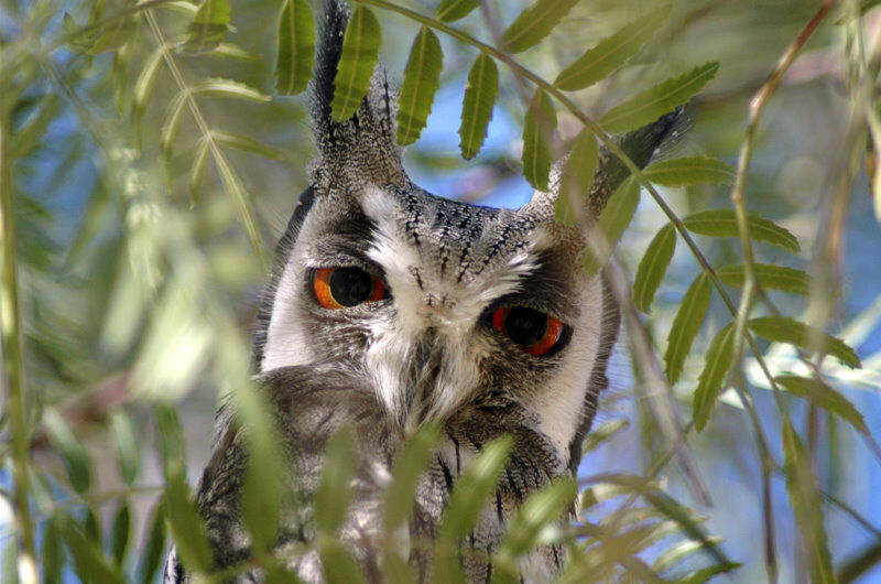 Southern White-faced Owl