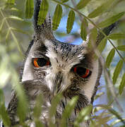 Southern White-faced Owl