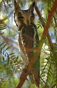 Southern White-faced Owl