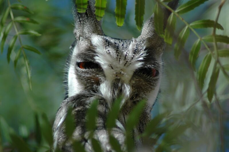 Southern White-faced Owl