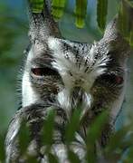 Southern White-faced Owl