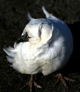 Black-faced Sheathbill