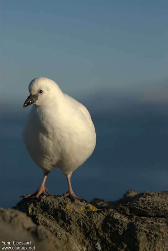 Black-faced Sheathbillimmature, identification