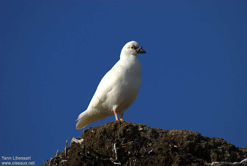 Black-faced Sheathbilladult, identification