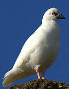 Black-faced Sheathbill