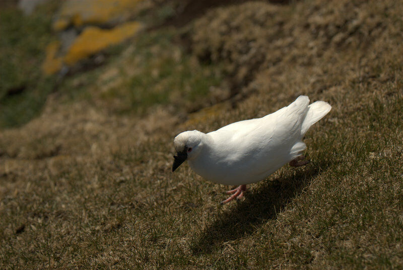 Black-faced Sheathbill