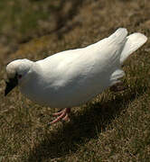 Black-faced Sheathbill