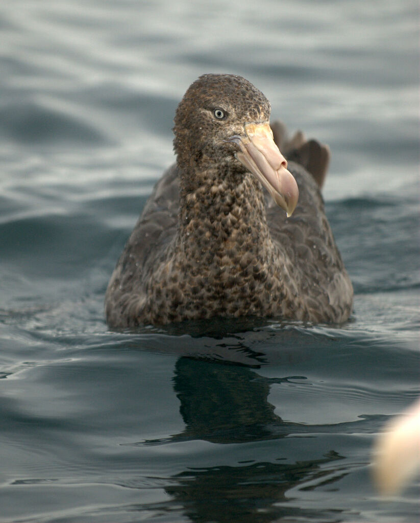 Northern Giant Petrel