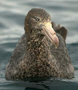 Northern Giant Petrel