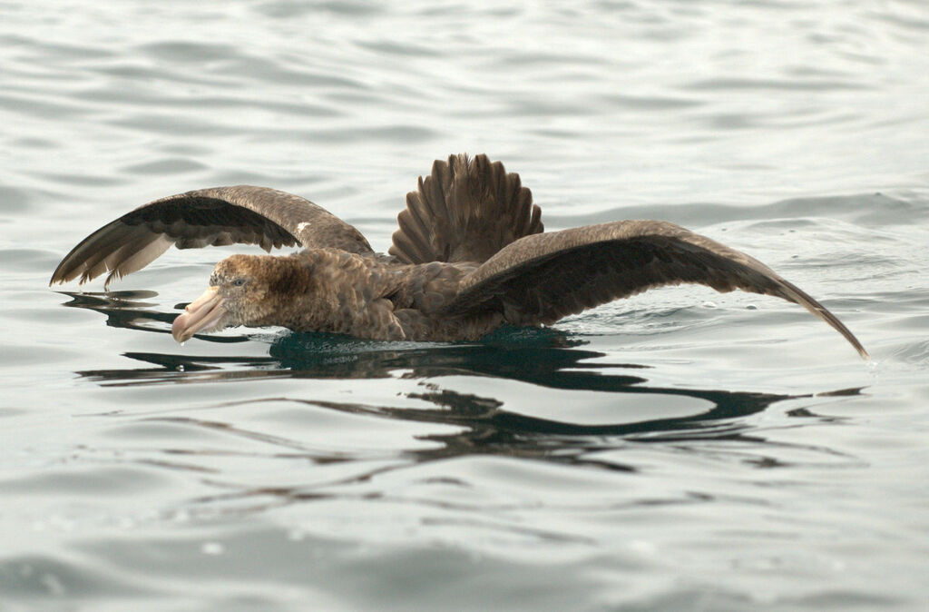 Northern Giant Petrel