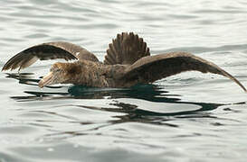 Northern Giant Petrel