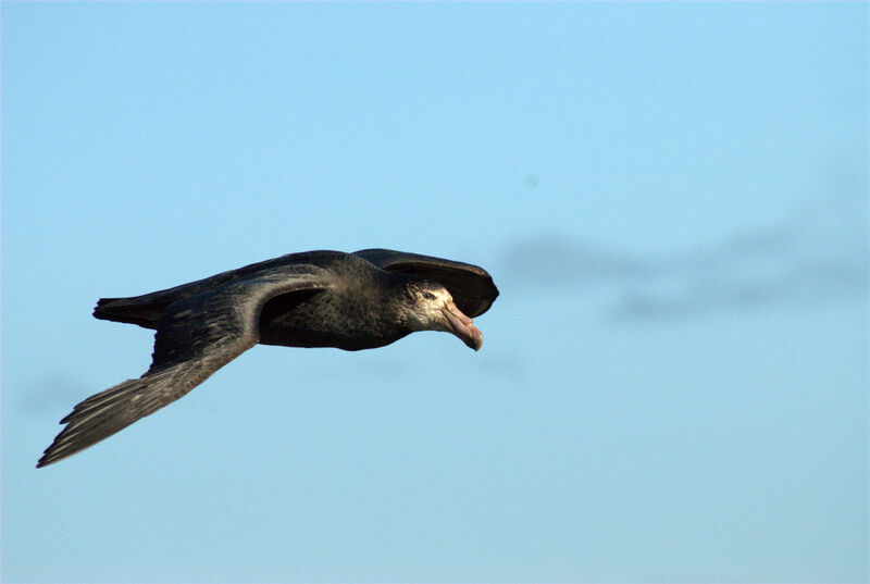 Northern Giant Petrel