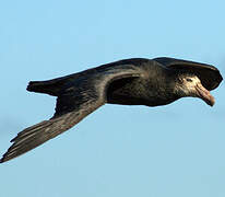 Northern Giant Petrel