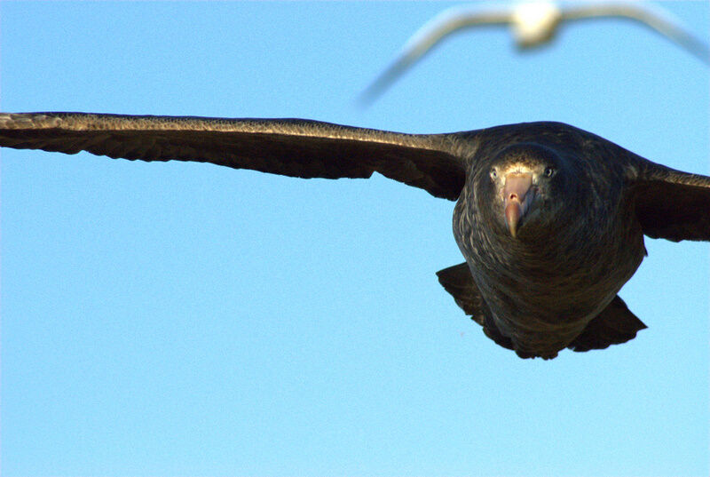 Northern Giant Petrel