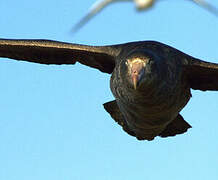 Northern Giant Petrel