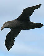 Northern Giant Petrel