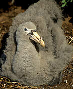 Northern Giant Petrel