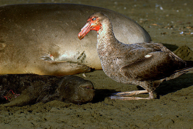 Northern Giant Petrelsubadult, pigmentation, feeding habits, eats, Behaviour