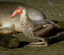 Northern Giant Petrel