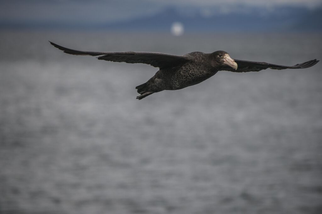 Southern Giant Petrel, Flight