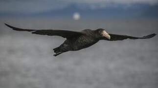 Southern Giant Petrel