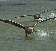 Southern Giant Petrel