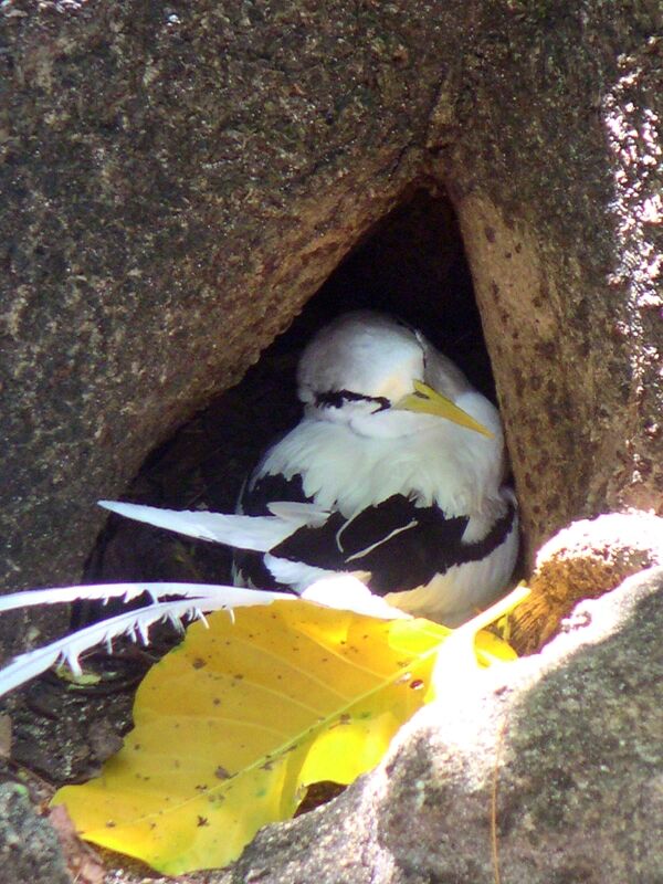 White-tailed Tropicbird