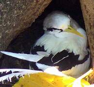 White-tailed Tropicbird