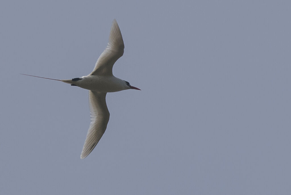 White-tailed Tropicbird