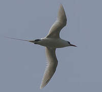 White-tailed Tropicbird