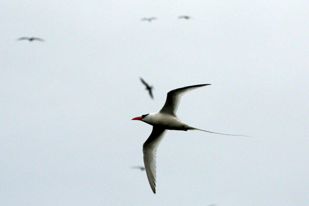 Red-billed Tropicbird