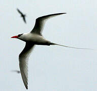 Red-billed Tropicbird