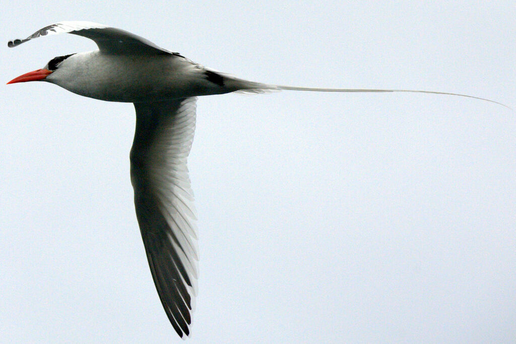 Red-billed Tropicbird