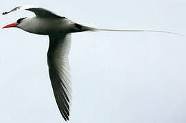 Red-billed Tropicbird