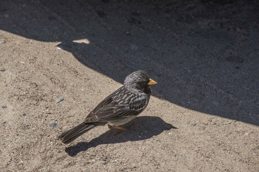 Mourning Sierra Finch