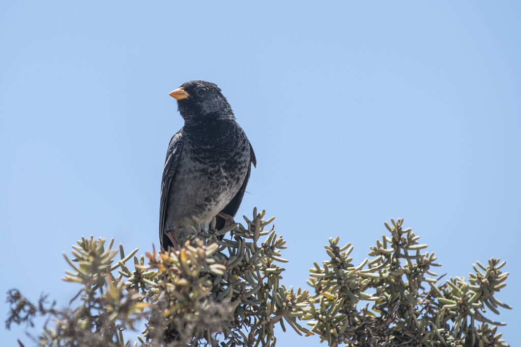 Mourning Sierra Finch