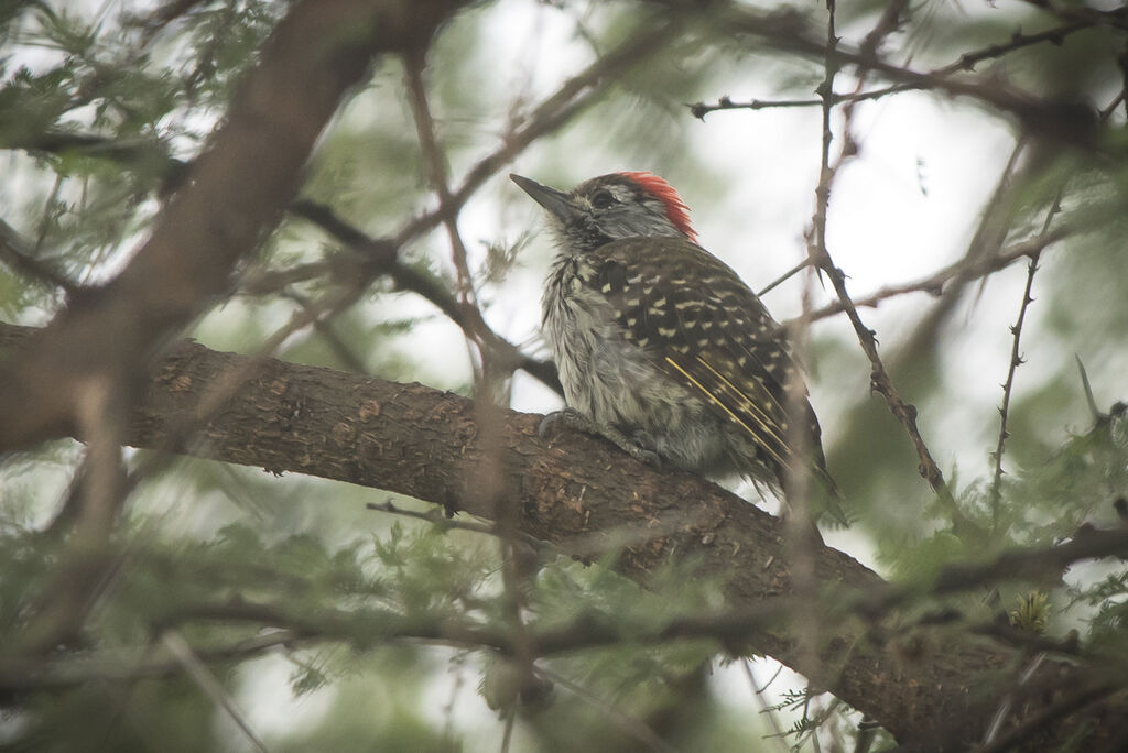 Cardinal Woodpecker