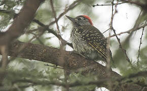 Cardinal Woodpecker