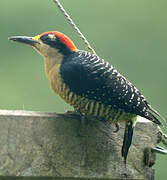 Black-cheeked Woodpecker