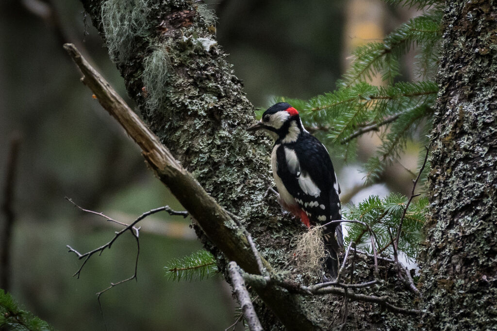 Great Spotted Woodpecker