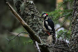 Great Spotted Woodpecker