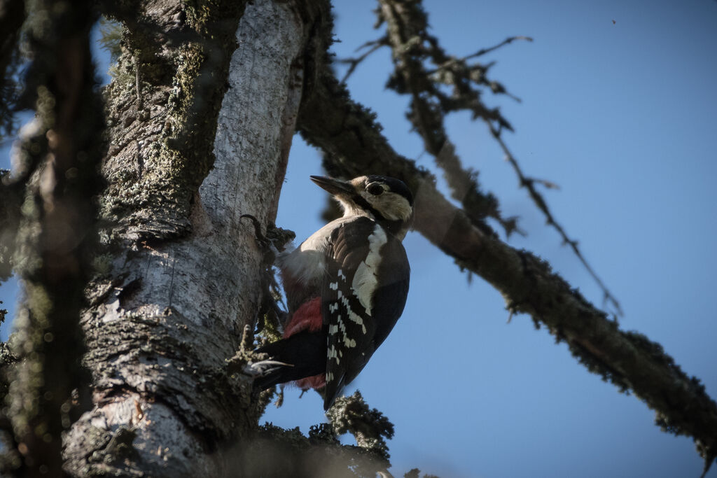 Great Spotted Woodpecker