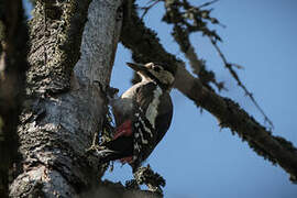 Great Spotted Woodpecker