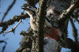 Great Spotted Woodpecker